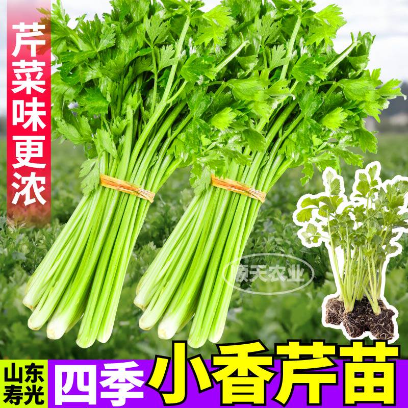 寿光四季小香芹苗秧味浓脆嫩红香芹西芹根芹种子四季阳台小院盆栽