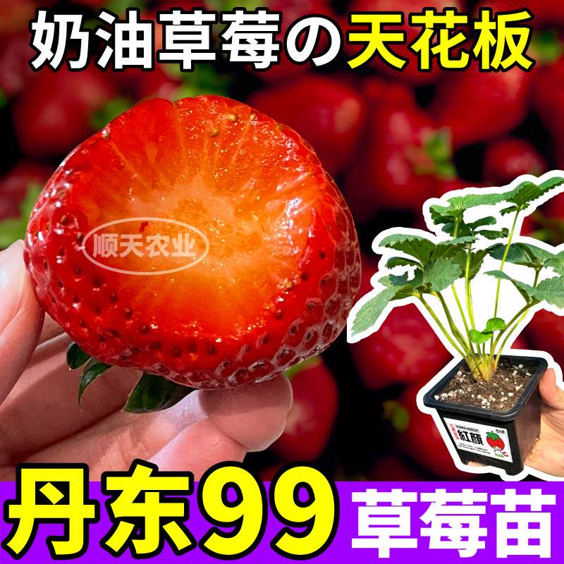 丹东99红颜草莓苗秧四季阳台原土原盆大苗奶油草莓天花板包对版