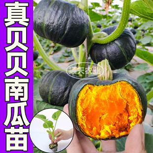 高產(chǎn)綠貝貝南瓜苗秧帶土球蜜本老南瓜種子籽粉糯超甜四季 盆栽庭院