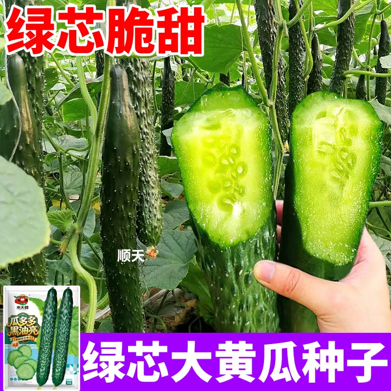 高产绿芯大黄瓜种子四季播种