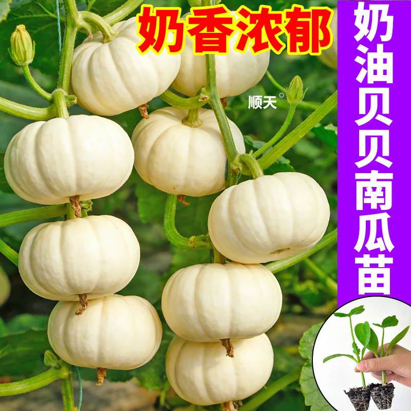 正宗奶油贝贝南瓜苗秧寿光甜糯黄绿贝贝蜜本南瓜种籽盆栽地栽种植