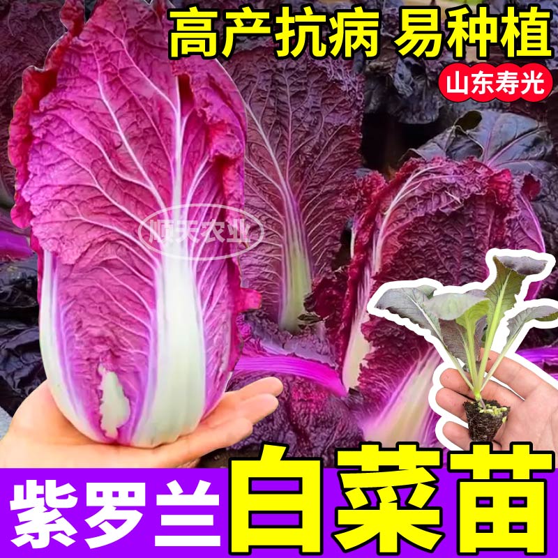 寿光直发紫白菜苗秧带土球紫罗兰种子高产易种植盆栽蔬菜四季庭院