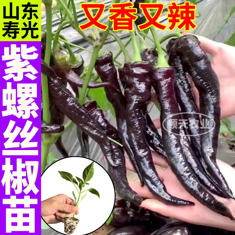 寿光紫螺丝椒苗秧四季高产又香又辣黑美人紫妃辣椒阳台盆栽种子