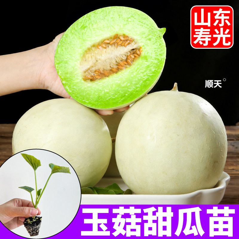 精选玉菇甜瓜苗秧苗高甜阳台庭院绿宝石羊角蜜哈密瓜香瓜种籽秧苗