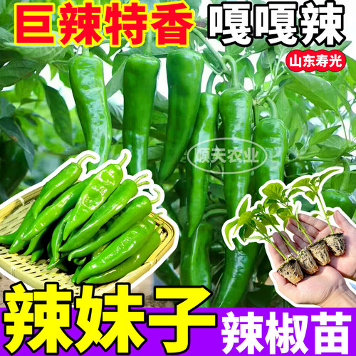 山东寿光辣妹子辣椒苗秧四季嘎嘎辣阳台盆栽红小米七彩辣椒种子