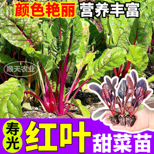 寿光红叶甜菜苗秧四季连续采收金叶高甜甜菜种子阳台盆栽蔬菜苗