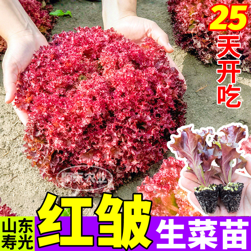 苗场直发红皱生菜苗秧甜脆好吃奶油大速意大利生菜四季盆栽带土球