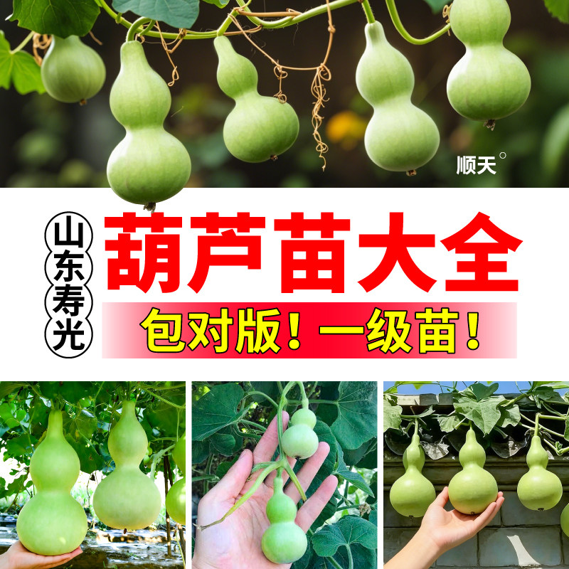 寿光直发各种葫芦苗秧苗小亚腰手捻大酒葫芦种子苗四季盆栽带土球