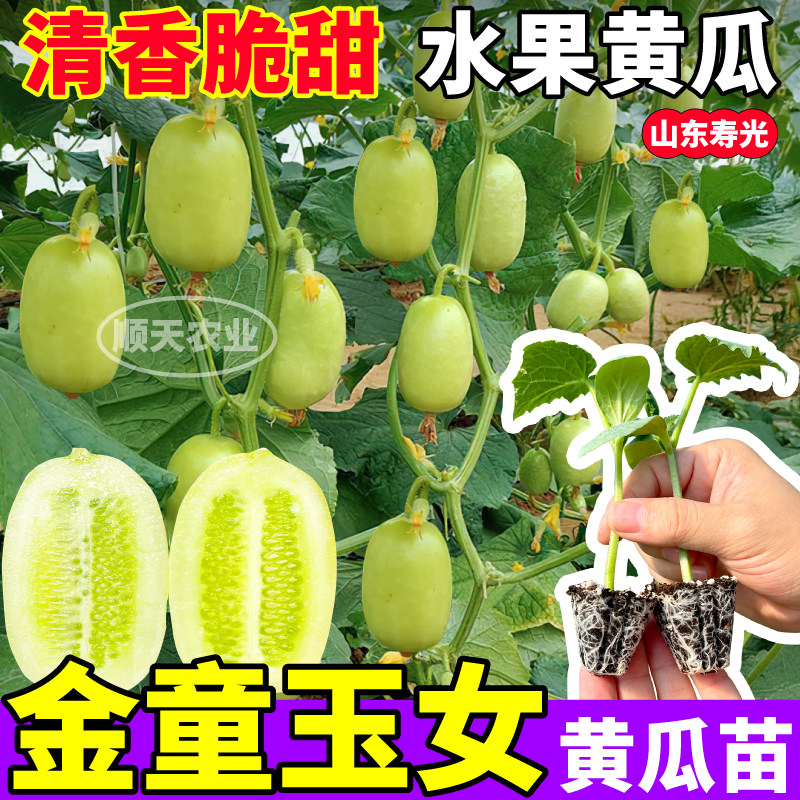 山东寿光金童玉女黄瓜苗秧四季高产抗病水果黄瓜种子阳台小院盆栽
