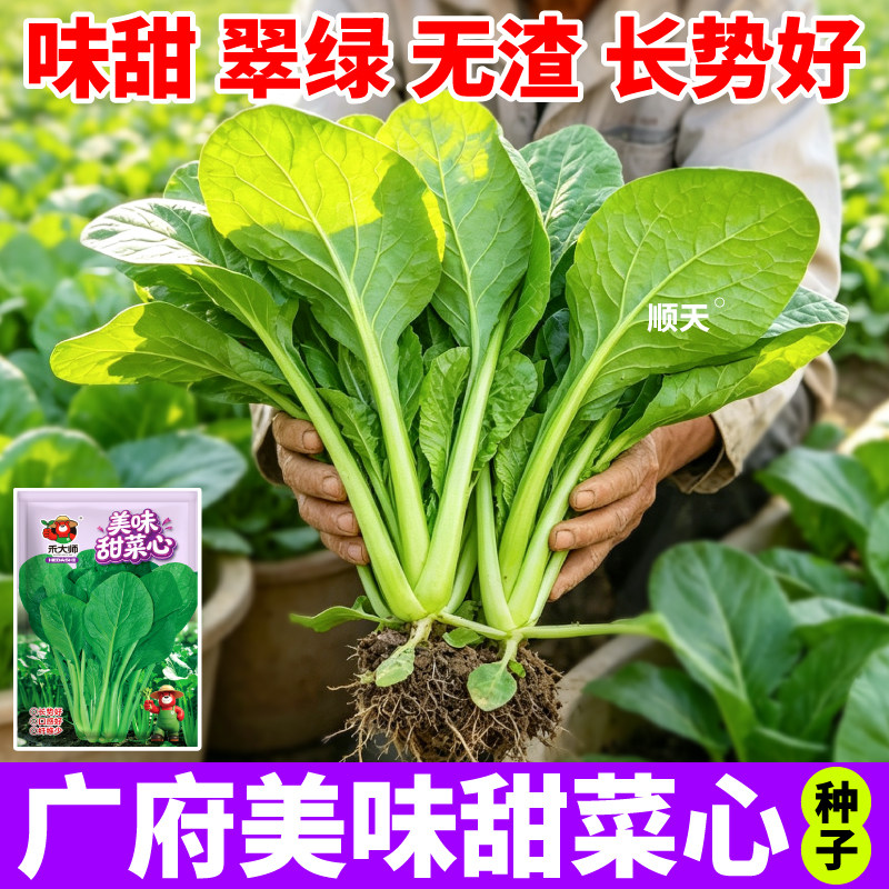 广府甜菜心种子脆甜无渣