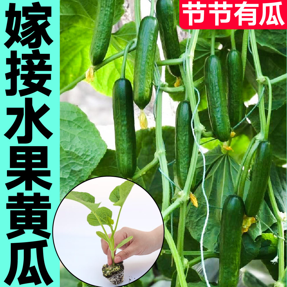 高产嫁接全雌小水果黄瓜苗秧密刺黄瓜种子带土球春秋四季阳台盆栽