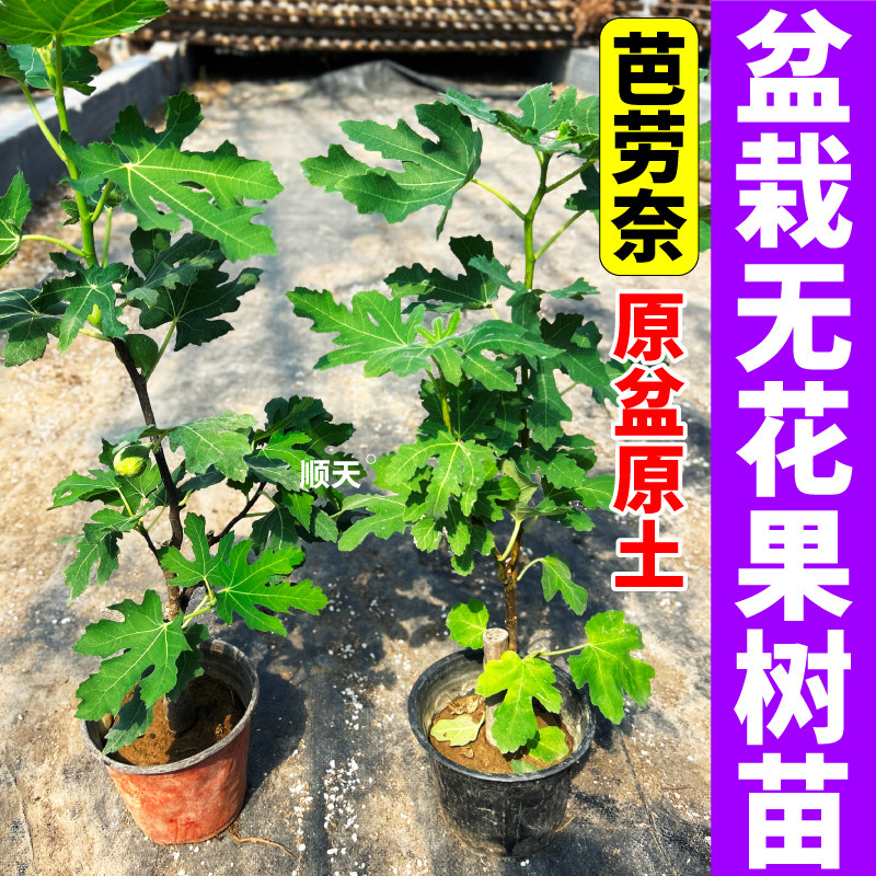 芭劳奈无花果树苗高产耐寒耐湿