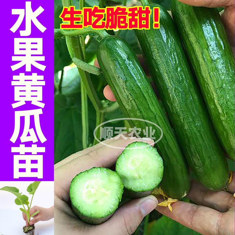 节节有瓜水果黄瓜苗秧带土球绿芯旱黄瓜种子春秋露天盆栽生吃脆甜