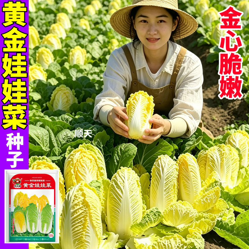 黄金娃娃菜种子当季新种一代杂交耐寒高产黄心白菜种籽庭院大田