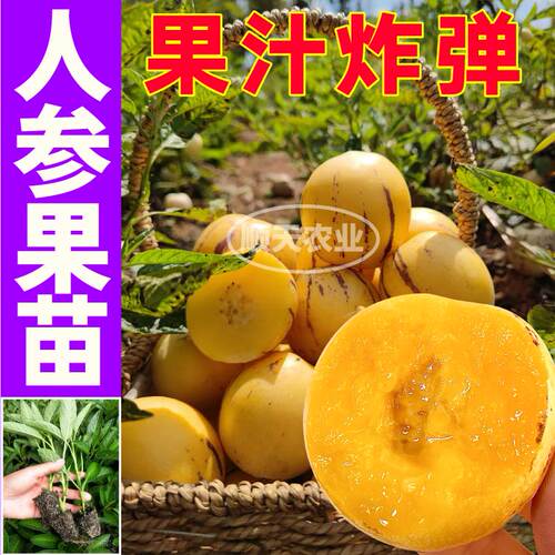 爆甜大果人参果苗秧带土球黄心人生长寿果春秋四季阳台盆栽易种植