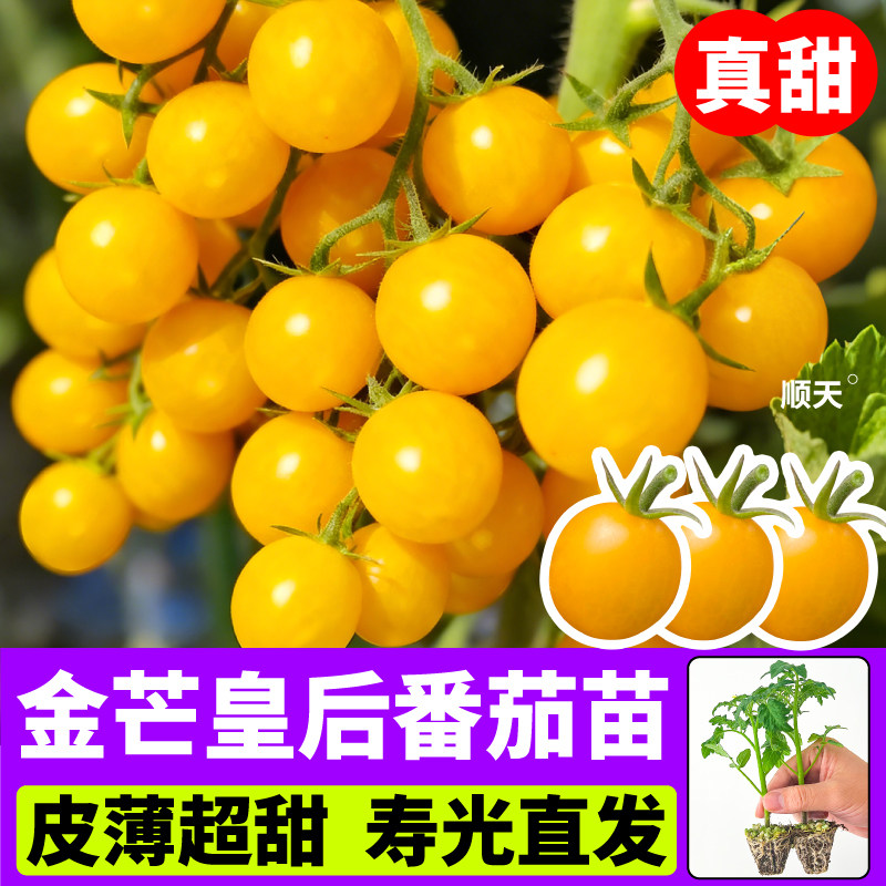超甜多汁金芒皇后番茄苗秧苗四季高产红千禧大粉甜开胃酒四季盆栽图片