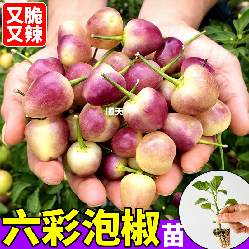 观赏食用六彩泡椒辣椒苗秧红小米七彩辣椒螺丝椒种子庭院盆栽大田