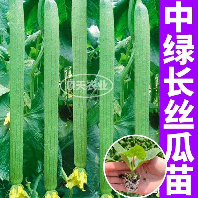 鲜嫩中绿长丝瓜秧苗八角棱鲜花大肉丝瓜种子籽四季盆栽地栽带土球