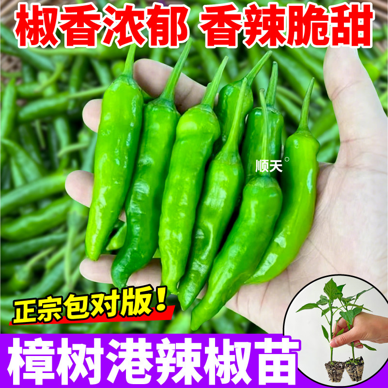 对版樟树港辣椒苗秧小青椒美人椒红小米辣椒种子春秋四季盆栽高产