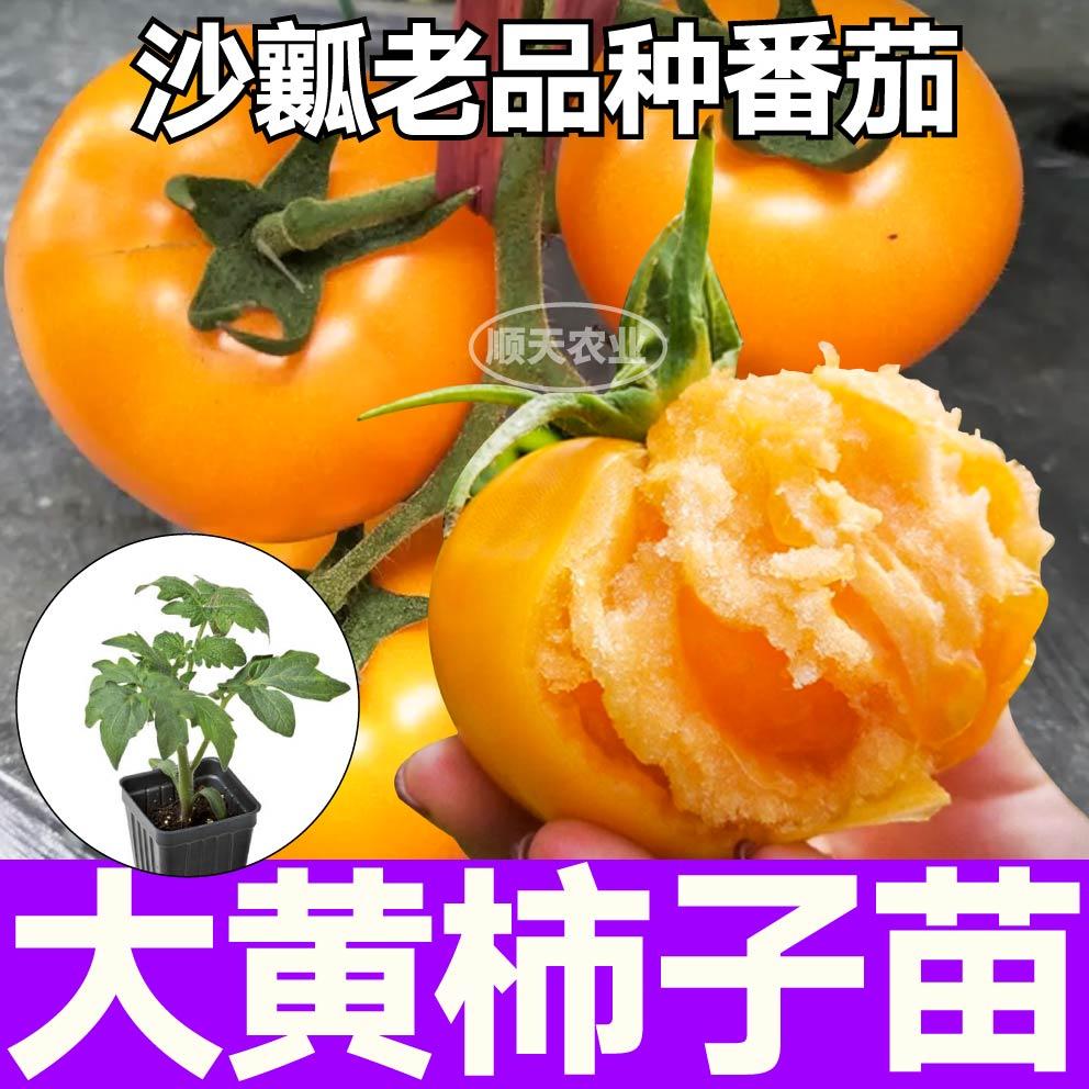 沙瓤爆甜大黄柿子番茄苗秧西红柿盆栽种子带土球春秋老品种柿子