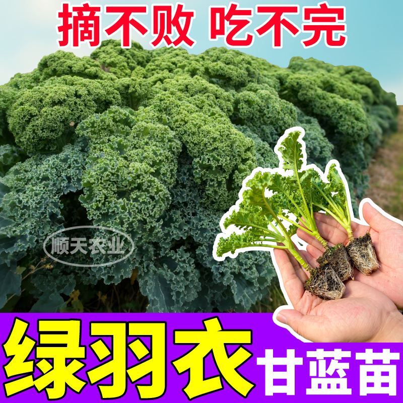 山东寿光绿羽衣甘蓝苗秧摘不败四季绿紫粉白羽衣甘蓝种子蔬菜盆栽