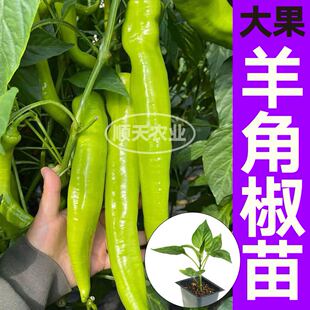 大果羊角椒秧苗带土尖椒青椒螺丝线椒种子籽高产盆栽庭院春秋四季