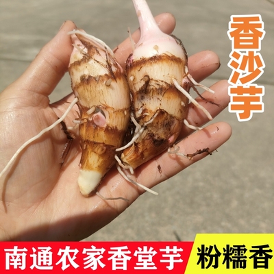 农家自种新鲜毛芋头香堂芋香沙芋