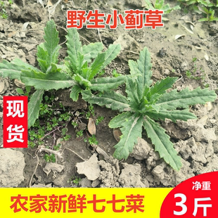 新鲜小蓟刺儿菜青青草蓟蓟草刺狗牙刺蓟萋萋菜七七菜七七芽野菜