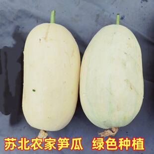苏北农家新鲜笋瓜绿色种植老品种笋瓜无催熟肉质细腻鲜嫩爽口