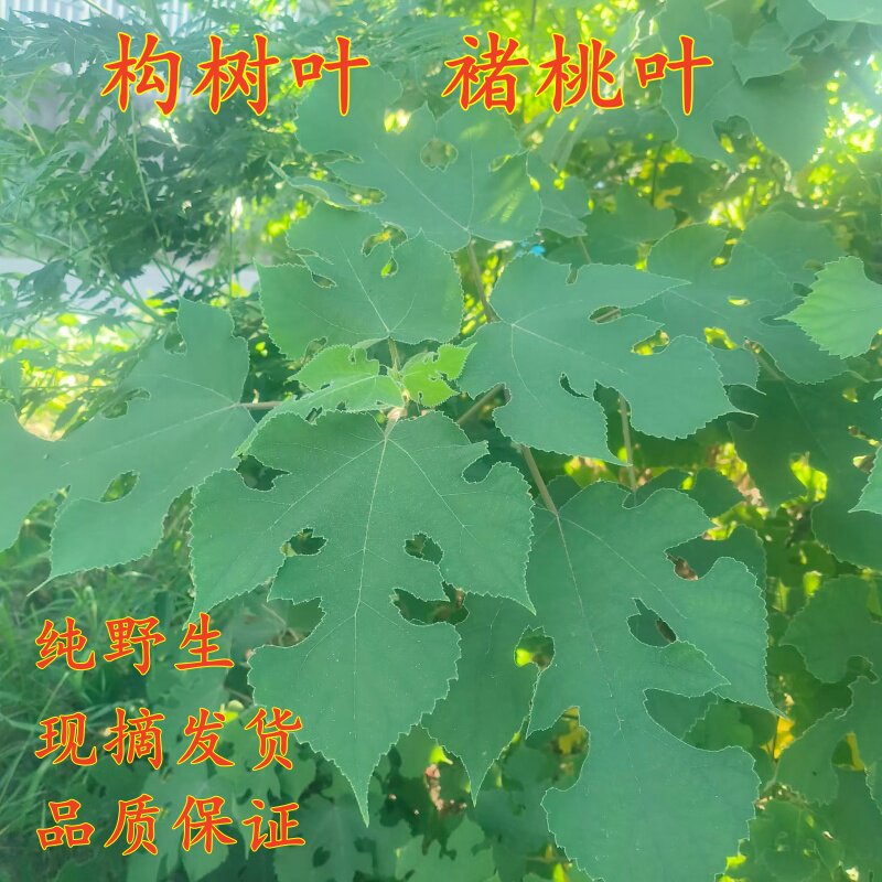 构树叶新鲜楮桃叶子中药材露天野生楮树叶现摘发货谷树叶天然新货