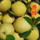 香橼果新鲜香园江苏原种香圆果供佛果搭配佛手果纯天然清香香萢果