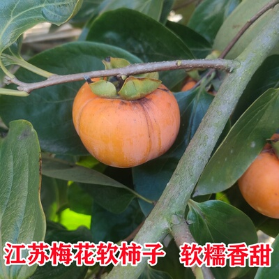 新鲜土柿子现摘发货未脱涩梅花柿子如皋农家生柿子小方柿子做柿饼
