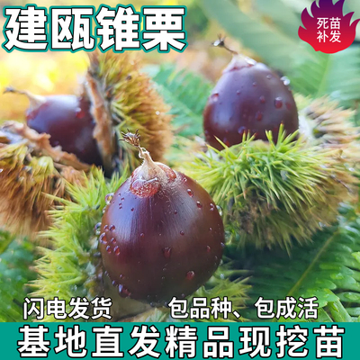 建瓯锥栗苗树南北方地栽种植薄壳盆栽特大果树嫁接板栗苗当年结果