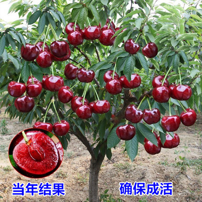 车厘子树苗樱桃树特大樱桃树南北方种植当年结果矮化水果树