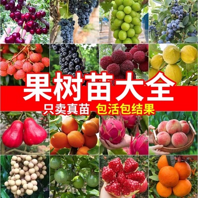 阳台果树果苗大全各种水果南方种植盆栽草莓无花果蓝莓树莓百香果