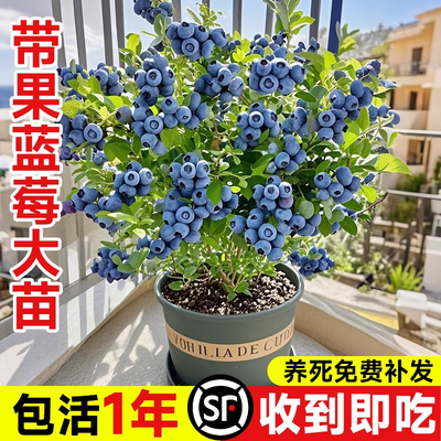 蓝莓树果苗盆栽带果子室内阳台南北方地栽耐寒花香蓝莓树懒人好养