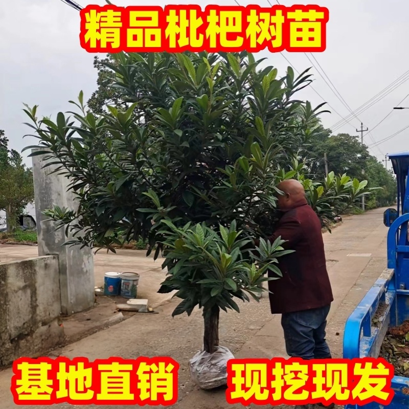 特大枇杷树苗庭院地栽大枇杷果树苗嫁接琵琶果树苗原土球当年结果