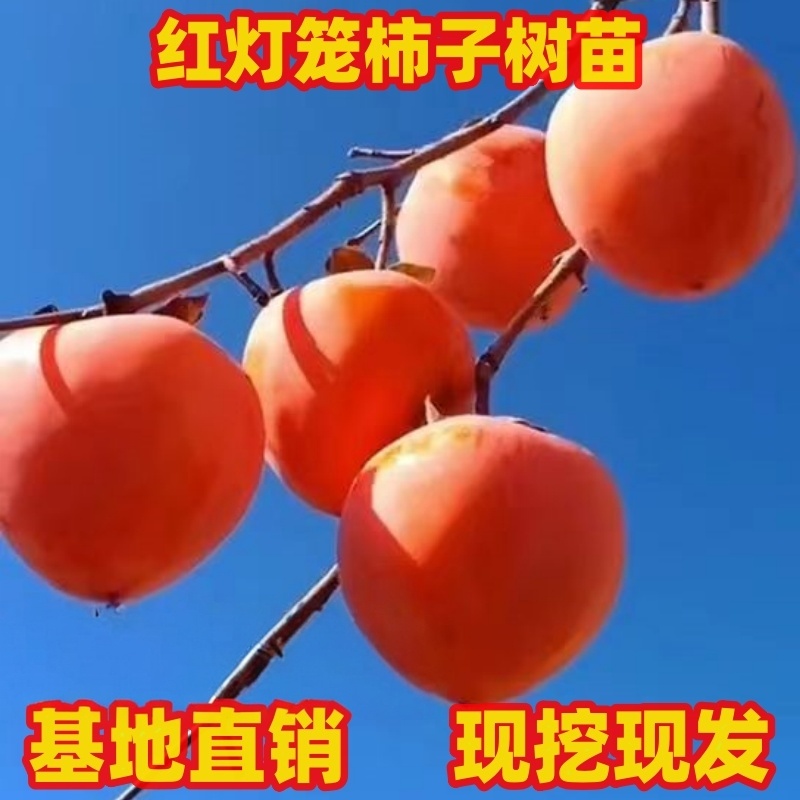 柿子树苗南方北方庭院种植阳台盆栽红灯笼柿子树苗嫁接柿子果树苗