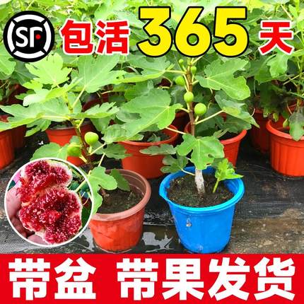 无花果树果苗带果盆栽树苗波姬红特大果南北方四季格莱斯果树耐寒