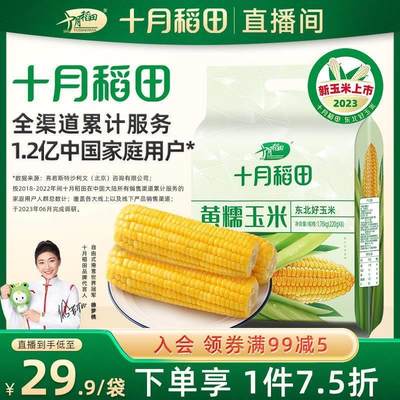 2023年新玉米东北黄糯玉米甜粘新鲜食黏大棒8支真空包装