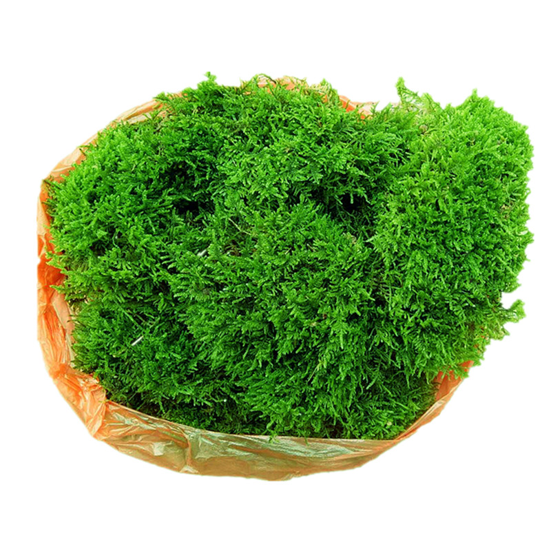 干青苔兰花苔藓植物鲜活大灰藓雨淋花盆保湿绿植盆景铺面装饰草皮|ruв категории доставка цветов/цветок моделирования/растения садоводства, творческие мини - растений - от Buy2taobao.com для оказания профессиональной услуги покупки агента Taobao