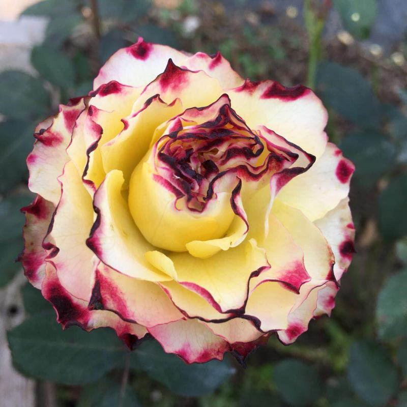 新品x因素切花月季大苗 直立性好抗病耐热四季开花阳台庭院玫瑰花