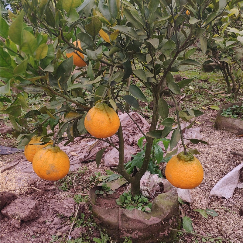 丑柑树苗 不知火丑八怪 嫁接果苗 热销四川丑橘果树 盆栽地栽柑桔