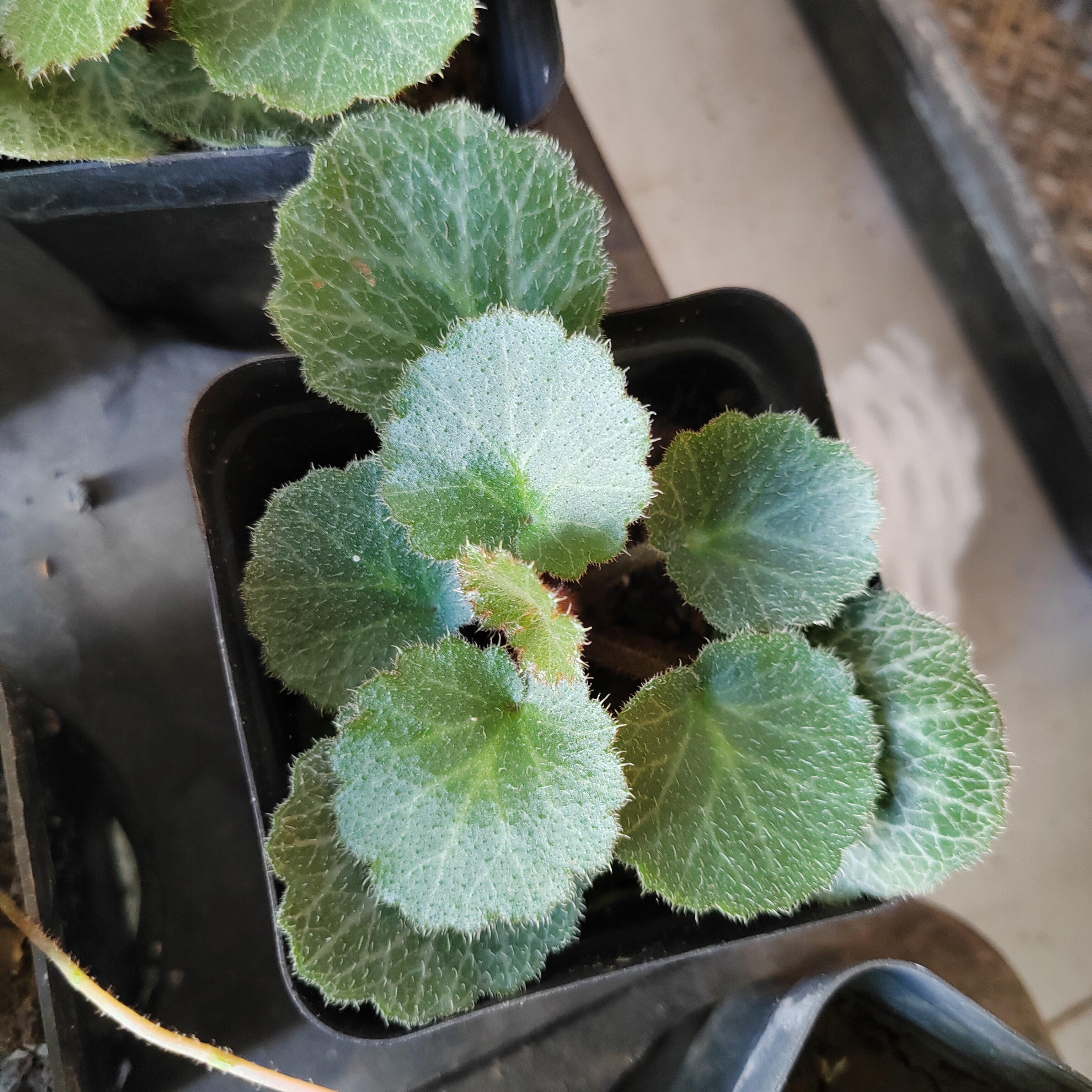 虎耳草盆栽苗吸水石上水石