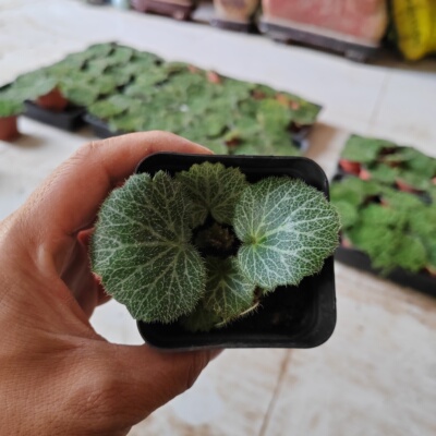 虎耳草盆栽苗吸水石上水石