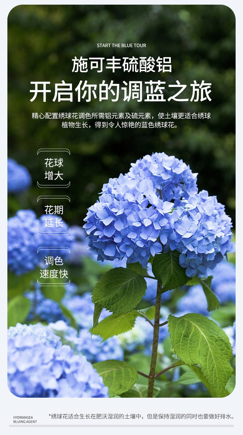 施可丰绣球专用调蓝剂硫酸铝溶液无尽夏上色调蓝肥变蓝酸性花肥料