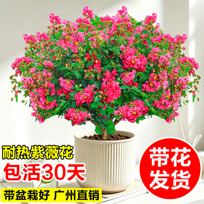 紫薇花盆栽带花百日红老桩树苗室内阳台庭院四季鲜花卉耐热绿植物
