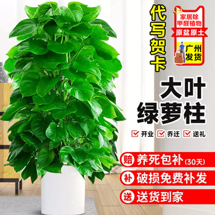 大叶绿萝柱盆栽办公室内植物客厅大型绿植四季 常青绿箩吸甲醛新房