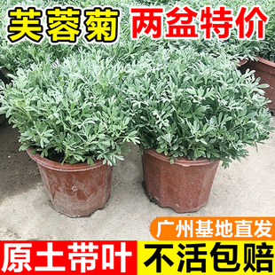 芙蓉菊老桩雪艾盆栽银叶菊花苗阳台庭院耐寒耐热花卉四季好养绿植