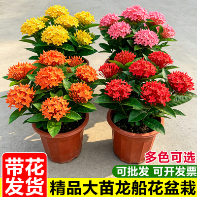 龙船花盆栽带花苞大苗老桩花卉绿植物室内花好养阳台四季开百日红